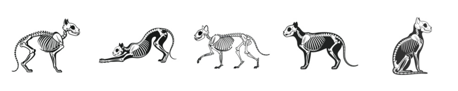 Animal Skeleton Cat Anatomy Set Black White Vintage Style Vector Illustration Detailed Bone Structure Collection Isolated Design