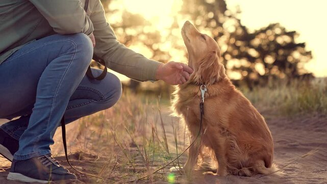 Man strokes muzzle of cocker spaniel dog sitting on park road man tames stroking red cocker spaniel dog in summer park man owner strokes purebred dog companion in sunset field on vacation closeup