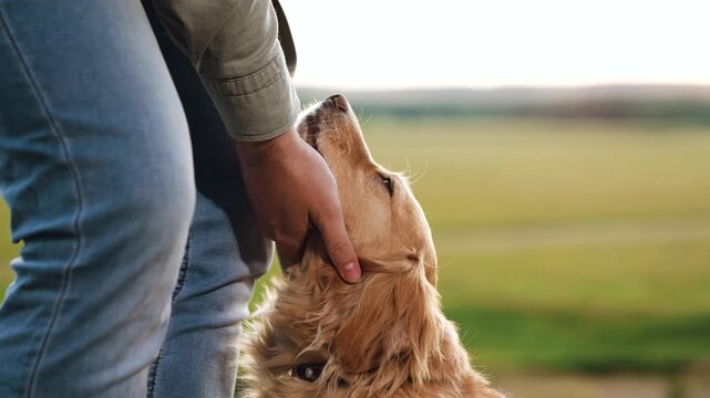 Careful owner strokes head and neck of cocker spaniel dog in green field man owner tames funny cocker spaniel dog in park meadow man strokes dog in country field walking on weekend closeup
