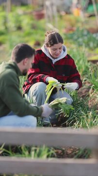 Couple works on plantation garden bed, cut green onion shoots, harvest season. Seasonal work in field. From seedbed to supermarket window table