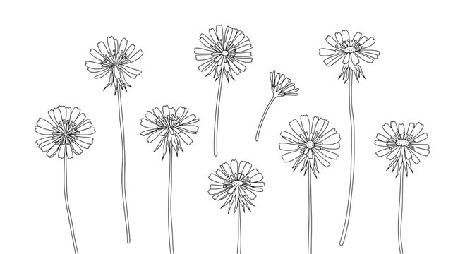 Flower line doodle set with thin stems and outlined petals for minimalist botanical decor and greeting cards