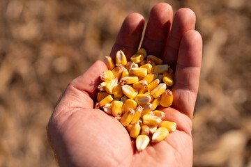 Fototapeta premium Corn in hand with fresh harvest detail. Maize kernels showing agriculture production. Closeup of grain with organic natural look. Farming concept with crop yield and texture.