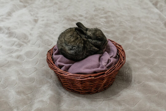 Small brown bunny sitting in a wicker basket on a beige background