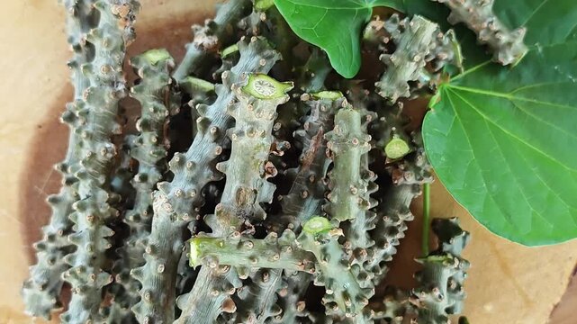Heart leaved moonseed, Tinospora cordifolia. Thai herb.