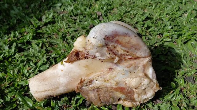 Large Beef Marrow Bone Resting on Green Grass in Bright Sunlight