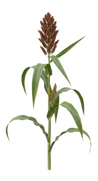 Sorghum plant with mature brown seed head isolated on transparent background