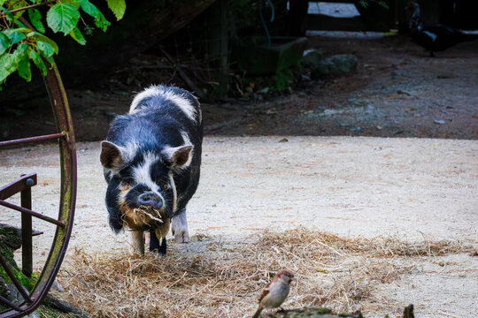 Kunekune pig walking across a farmyard with straw and rustic surroundings in New Zealand