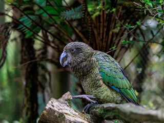 Obraz premium Kea (Nestor notabilis) vocalising in native forest showing natural behaviour in New Zealand