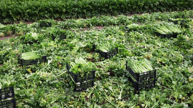 Green celery stalks packed in boxes ready for transport at a rural plantation