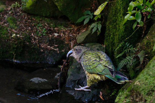Kea (Nestor notabilis) interacting with a stick beside a forest stream, demonstrating playful and intelligent behaviour