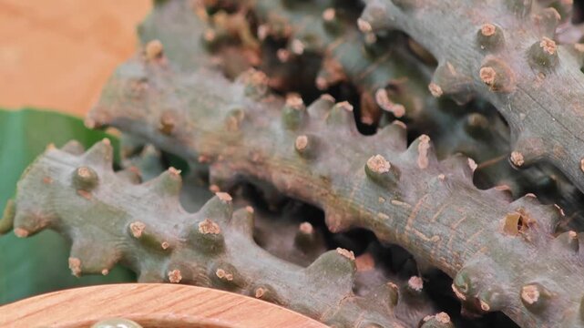 Heart leaved moonseed, Tinospora cordifolia. Thai herb.