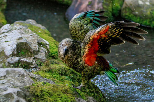 Kea parrot climbing from stream with wings spread showing orange underwing New Zealand endemic parrot
