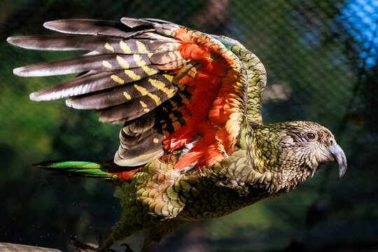Kea parrot in flight showing bright orange underwings New Zealand alpine parrot action shot