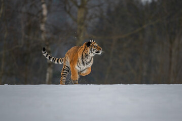 Obraz premium Siberian Tiger running. Beautiful, dynamic and powerful photo of this majestic animal. Set in environment typical for this amazing animal. Birches and meadows