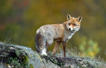 Fototapeta premium Red Fox ( Vulpes vulpes ) close up