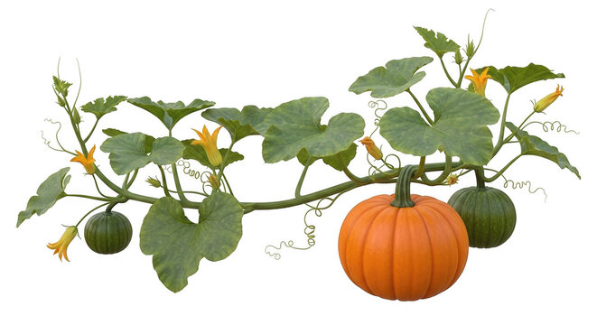 Pumpkin vine with green leaves and orange pumpkin isolated on transparent background
