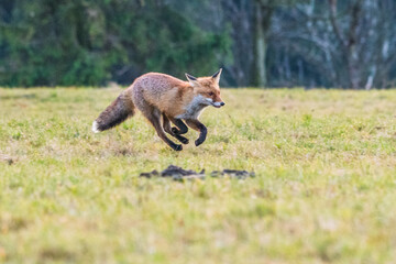 Fototapeta premium Cute Red Fox, Vulpes vulpes in fall forest. Beautiful animal in the nature habitat. Wildlife scene from the wild nature. Red fox running in orange autumn leaves