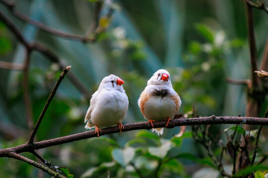 Pair of zebra finches (Taeniopygia guttata) perched on branch, natural behaviour