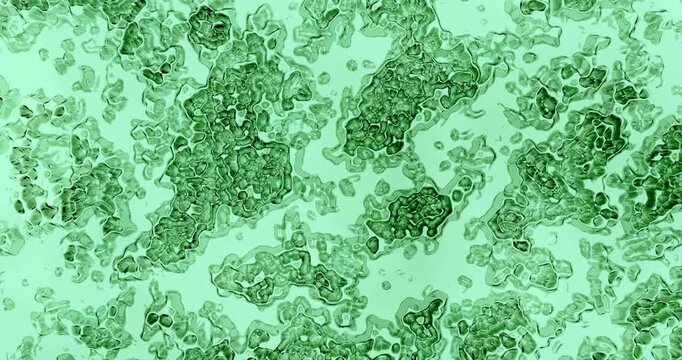 A microscopic view reveals organic cellular shapes forming an abstract biological texture in green tones.
