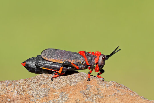 A colorful koppie foam grasshopper (Dictyophorus spumans) on a rock, South Africa