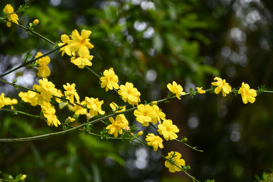オウバイ　Winter jasmine