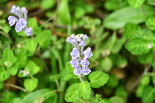 コバノタツナミ　Scutellaria indica var. parvifolia