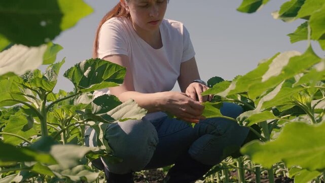 farmer touches green leaf sunflower, farmer walks rubber boots along rows crops farm, agriculture, field with young sunflower sprouts, sprouts concept, growing sunflowers farmer field summer, green