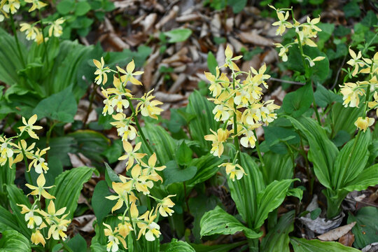 キエビネ　Siebold's hardy calanthe orchid