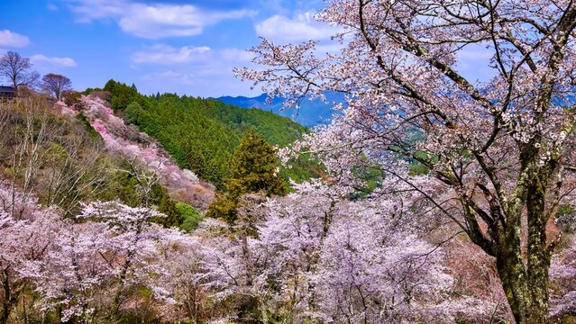 山桜」の写真素材 | 10,238件の無料イラスト画像 | Adobe Stock