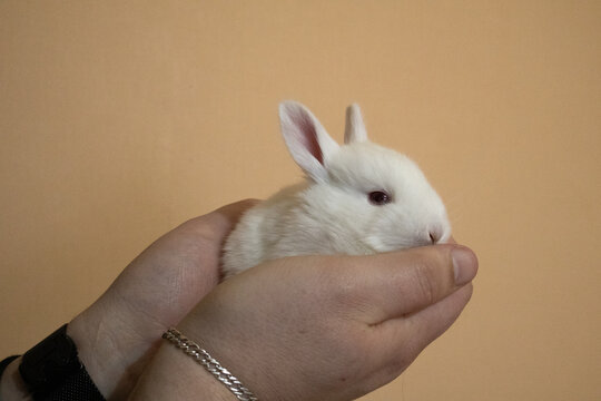 Human hands holding a cute white baby bunny