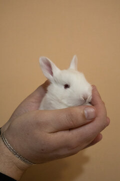 Human hands holding a cute white baby bunny