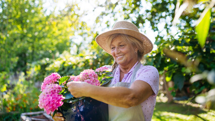Naklejka premium Smiling senior woman holding pot of pink flowers in garden.
