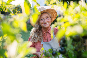 Naklejka premium Smiling elderly gardener harvesting black tomato in garden.