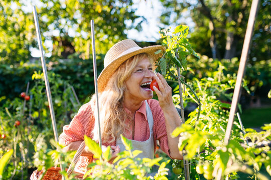 Smiling elderly gardener harvesting fresh tomato in garden.