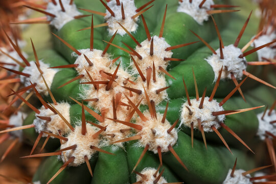 Cactus plant showing sharp thorns and furry areoles