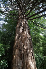 Fototapeta premium Low Angle View of Tree Trunk Reaching to Sky in Forest
