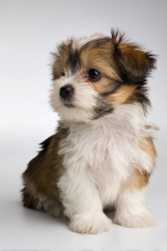 A cute, fluffy puppy with distinctive markings, sitting gracefully against a light background, showcasing its playful and innocent demeanor.