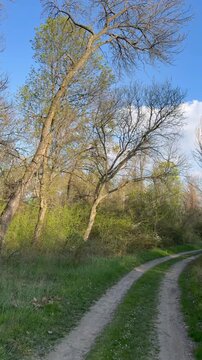 Spring is here - the birds are singing and the tree leaves are coming out fast - sunny day in the Bulgaria countryside 