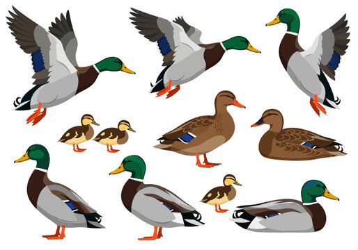 Mallard Duck Vector Illustration Set: Drakes, Hens, and Ducklings in Flying, Standing, and Sitting Poses Isolated on White Background