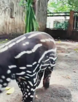 Cute tapir 