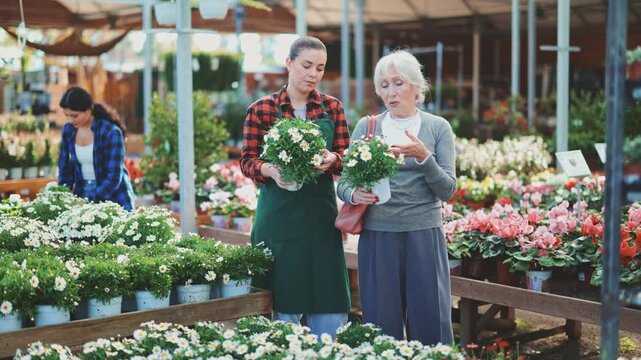 Mature woman selects agryranthemum flowers with the help of a staff member in a greenhouse. High quality 4k footage