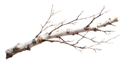 Fototapeta premium Isolated birch branch with detailed bark and delicate twigs on white background