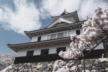 Naklejka premium 豊公園、長浜城の真下に広がる桜で有名な公園、満開の桜が咲き誇る風景、滋賀、日本