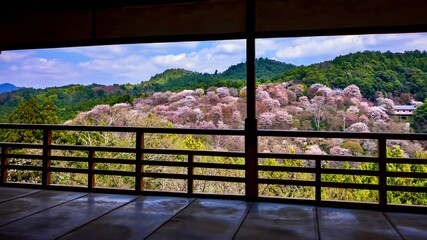 Fototapeta premium 廃墟から花見