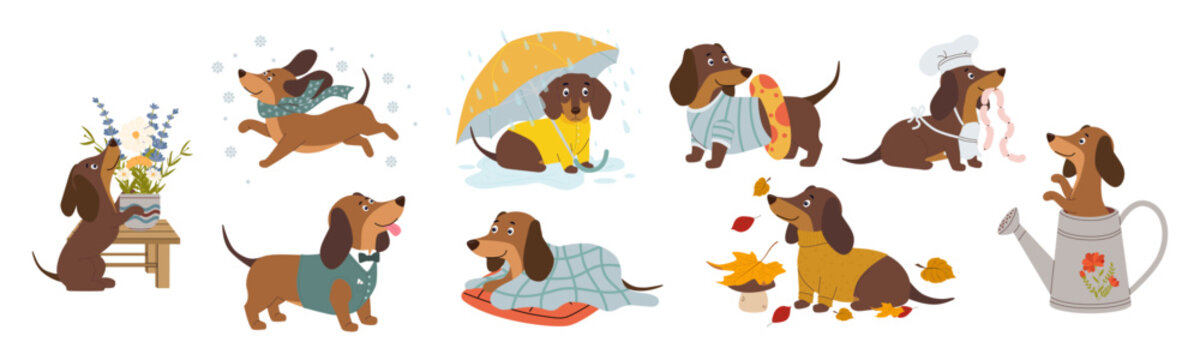 Large vector set of funny dachshund characters in various life situations and seasons. Collection includes a dog in a yellow raincoat under an umbrella a puppy in a cozy sweater with autumn leaves a c