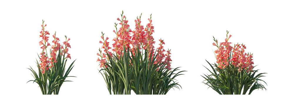 gladiolus gandavensis (ghent gladiolus, gladiolus hybrid) isolated PNG on a transparent background premium nature cutout