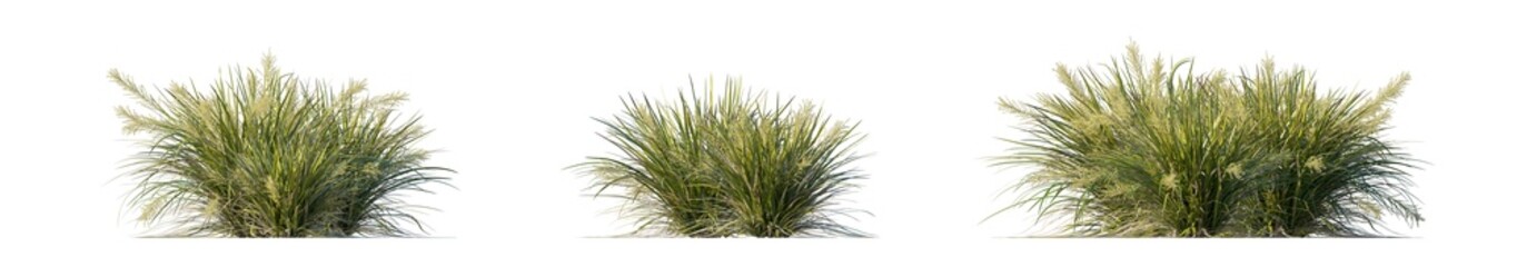 Plakat lomandra hystrix 'Katie Belles' (katie belles lomandra, dwarf mat rush) isolated PNG on a transparent background premium nature cutout
