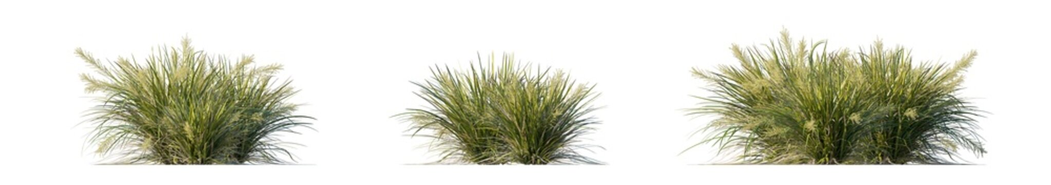 lomandra hystrix 'Katie Belles' (katie belles lomandra, dwarf mat rush) isolated PNG on a transparent background premium nature cutout