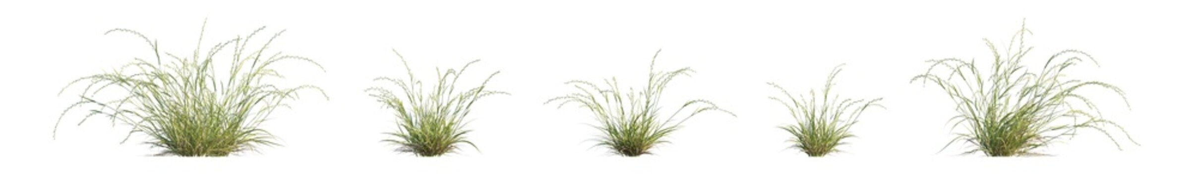 microlaena stipoides (weeping grass, meadow ricegrass) isolated PNG on a transparent background premium nature cutout