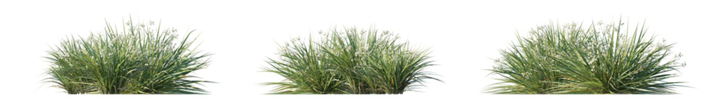 libertia paniculata (branched libertia, panicled libertia) isolated PNG on a transparent background premium nature cutout
